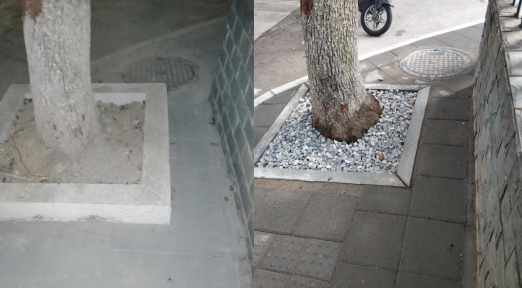 左图树池框高出地面,行人只能侧身通过,右图处理后与地面齐平.