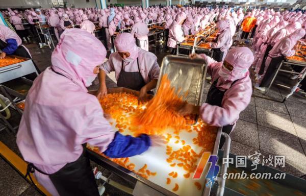 连日来,在象山县华宇食品有限公司,企业开足马力生产橘子罐头,赶制出口美国的订单。近年来,象山立足产业优势,大力扶持本土食品产业,今年1-11月份,该县橘子罐头产值达到3.4亿元。