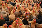 ĴطH5N6͸² 1840ֻ