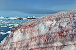 乌克兰南极站现红色积雪