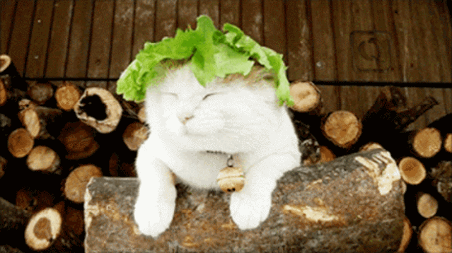 日本网红猫咪去世 网友：我的头像还是离开了我