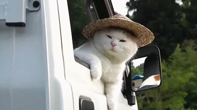 日本网红猫咪去世 网友：我的头像还是离开了我