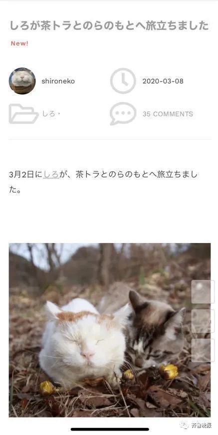 日本网红猫咪去世 网友：我的头像还是离开了我