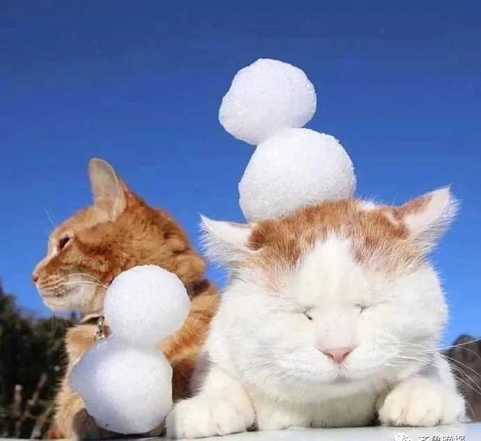 日本网红猫咪去世 网友：我的头像还是离开了我