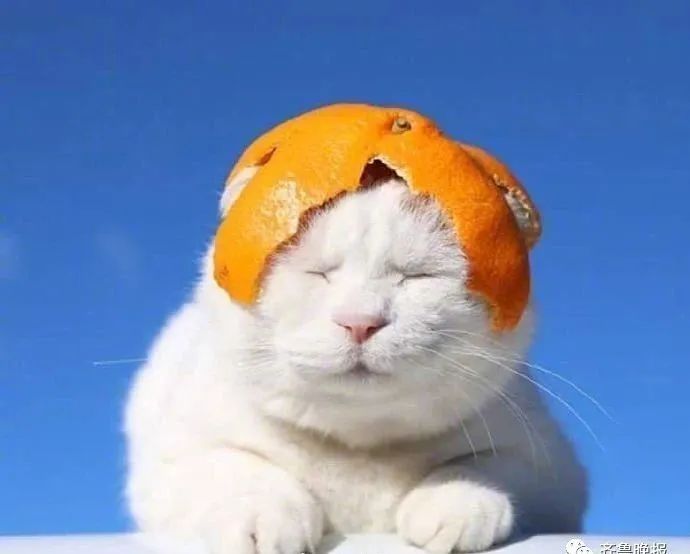 日本网红猫咪去世 网友：我的头像还是离开了我