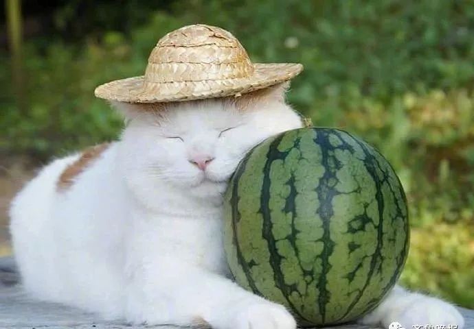 日本网红猫咪去世 网友：我的头像还是离开了我