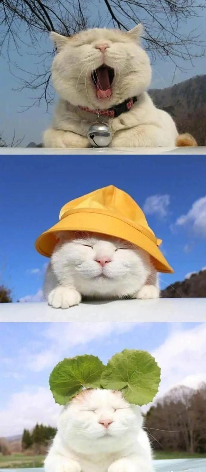 日本网红猫咪去世 网友：我的头像还是离开了我