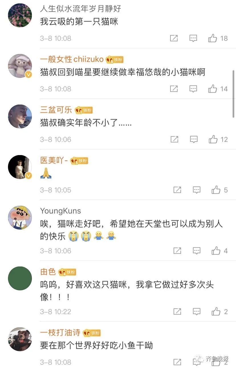 日本网红猫咪去世 网友：我的头像还是离开了我