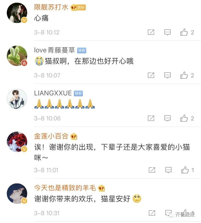 日本网红猫咪去世 网友：我的头像还是离开了我