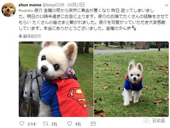 日本网红猫咪去世 网友：我的头像还是离开了我