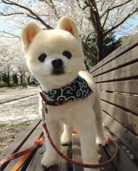 日本网红猫咪去世 网友：我的头像还是离开了我