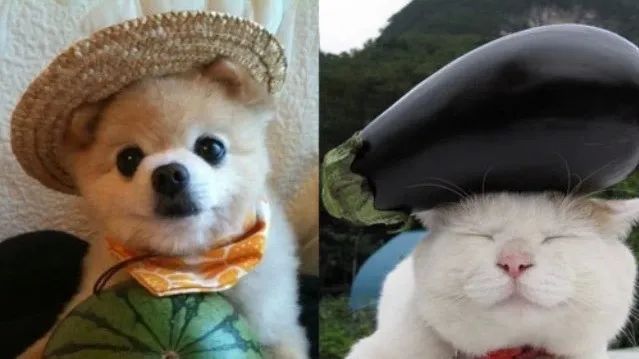 日本网红猫咪去世 网友：我的头像还是离开了我