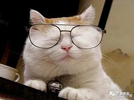 日本网红猫咪去世 网友：我的头像还是离开了我