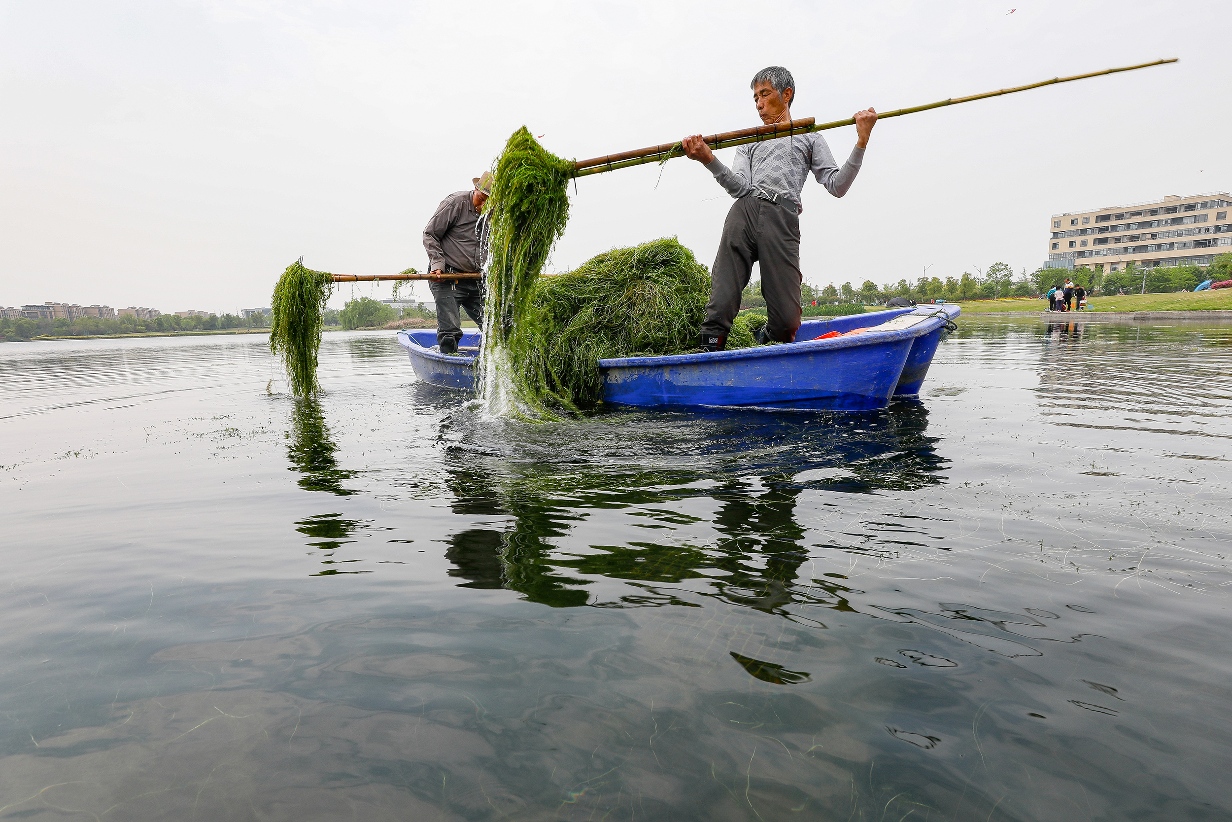捞水草 护水体