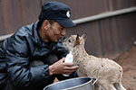 可可西里11只藏羚羊幼仔得到救助