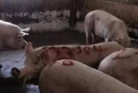 波兰一农场发生猪瘟疫情 超百头病猪被屠杀