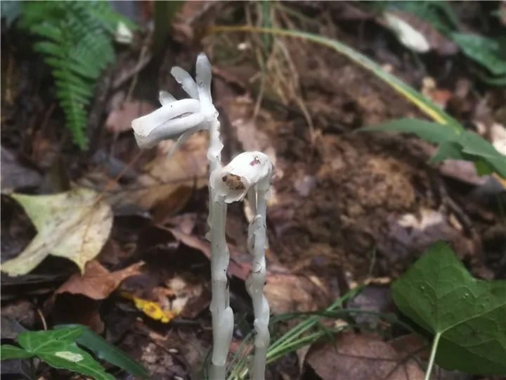 植物小说玄幻排行_贵州发现十余株珍稀植物水晶兰:小说中称之为“死亡之花”