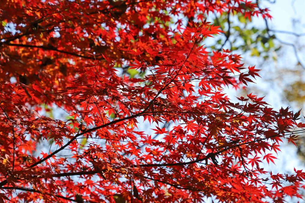 ���ռ�צ�� ��ҶƮƮʤ�ɻ�