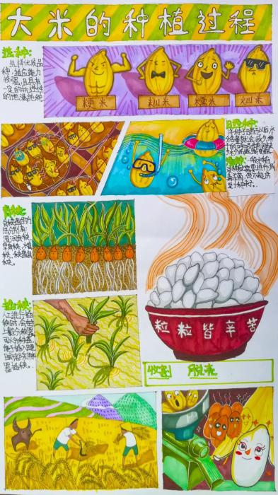 《大米种植过程》(朱一帆)