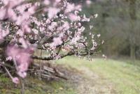 奉化发布赏桃花攻略：桃花季期间天天有活动 部分桃树已进入盛开期