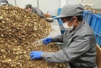 严把质量关 炮制优质中药饮片 宁波这家药企是这么做的
