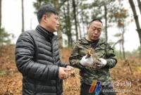坚持生态种植 宁海这个黄精基地种出"黄金"前景