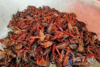 小龙虾零售价跌入1字头 创数年来新低 宁波人一天要吃掉50吨