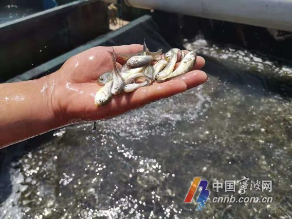 新繁育的"甬岱一号"大黄鱼鱼苗