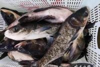 淡水鱼价格持续走高 究竟是何原因？宁波市场影响如何？