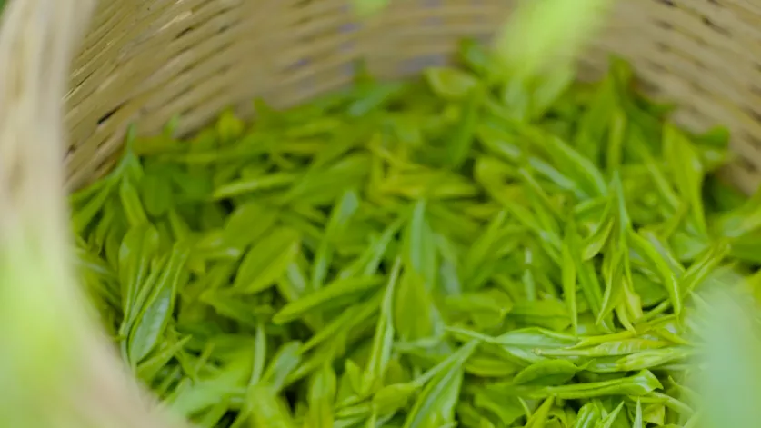 安吉白茶是哪个地方的 00300664309_186fbff0.jpg