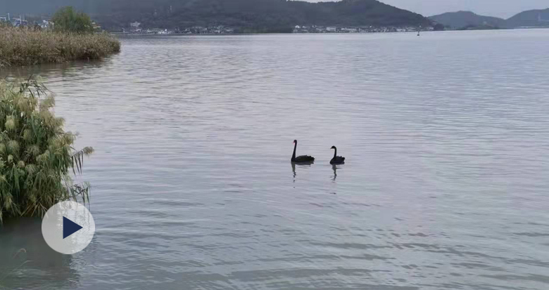 稀客！2只黑天鹅造访东钱湖