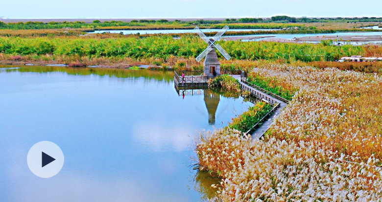 宁波杭州湾国家湿地公园千顷芦花开了
