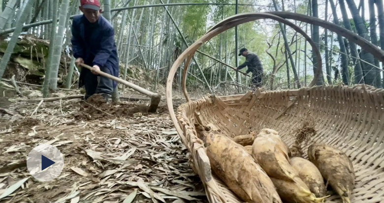 这口鲜 等一年！“鲜掉眉毛”的宁波春笋开挖啦