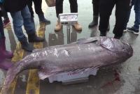 长1.5米 重158斤！奉化渔民捕获超大野生石斑鱼