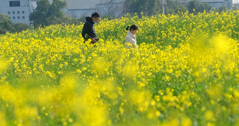 春�砹�！奉化江畔6�f平方米的油菜花已怒放