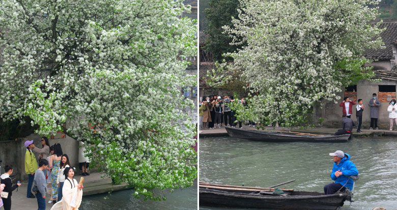 57年前一老人栽下的桃梨树 如今成东钱湖的"网红"