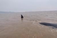 一条鲸鱼在象山石浦海域搁浅 现处涨潮阶段