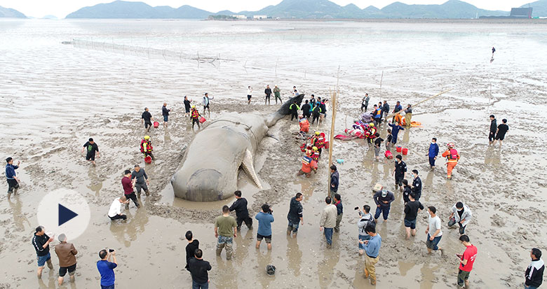 直播:一条鲸鱼在象山石浦海域搁浅 救援人员为其保湿降温