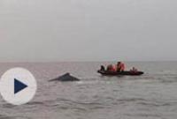 鲸鱼放归大海时 怎么割断绳索？宁波救援队员透露细节
