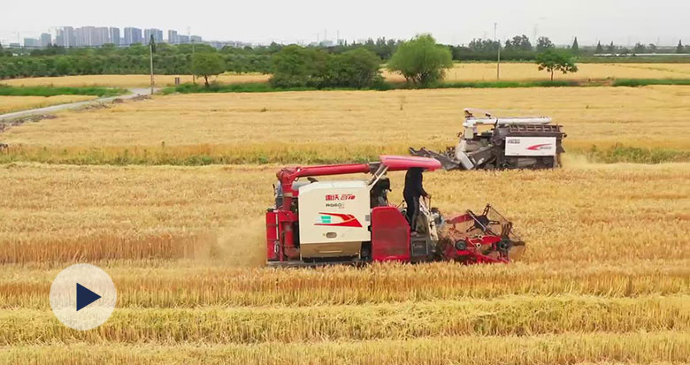 防疫不误农时 奉化方桥“三区”2000亩小麦抢晴收割