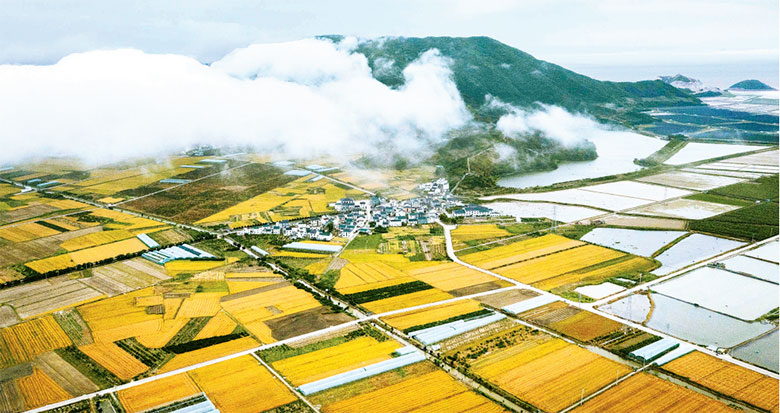 宁波28万余亩小麦进入收割期 单产将创历史新高