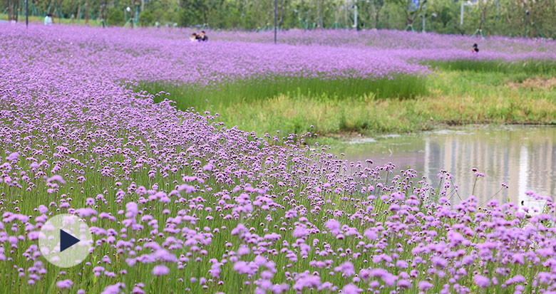 东部新城生态走廊马鞭草进入盛花期 呈现梦幻紫色花海