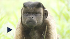 宁波也有“国字脸”猴哥 就在宁波野生动物园