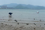 求放过！北仑梅山湾花蛤遭游客大面积挖捕