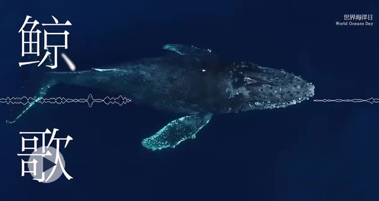 1分钟沉浸式感受鲸的声音