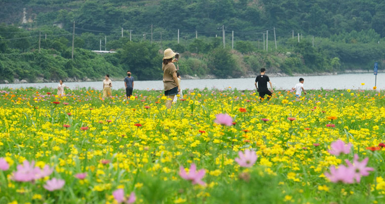 宁波这地方有一片金灿灿的小众花海 一起去打卡吗？