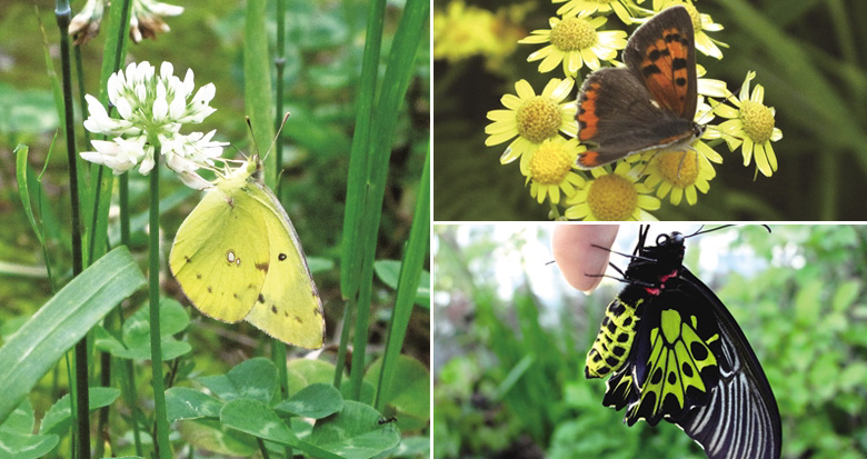 一份不完全调查显示 海曙龙观乡至少“藏”了115种蝴蝶