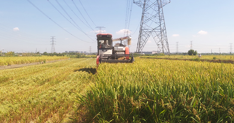 早稻开镰 宁波31.2万亩早稻丰收在望