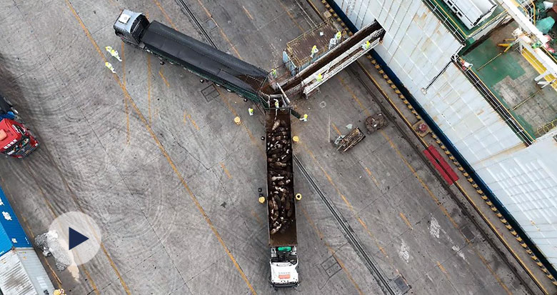 宁波港域迎来今年首批进口活牛 已全部转运隔离检验
