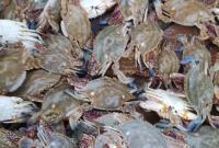减产两成多！今年东海梭子蟹量少价高 背后原因是……